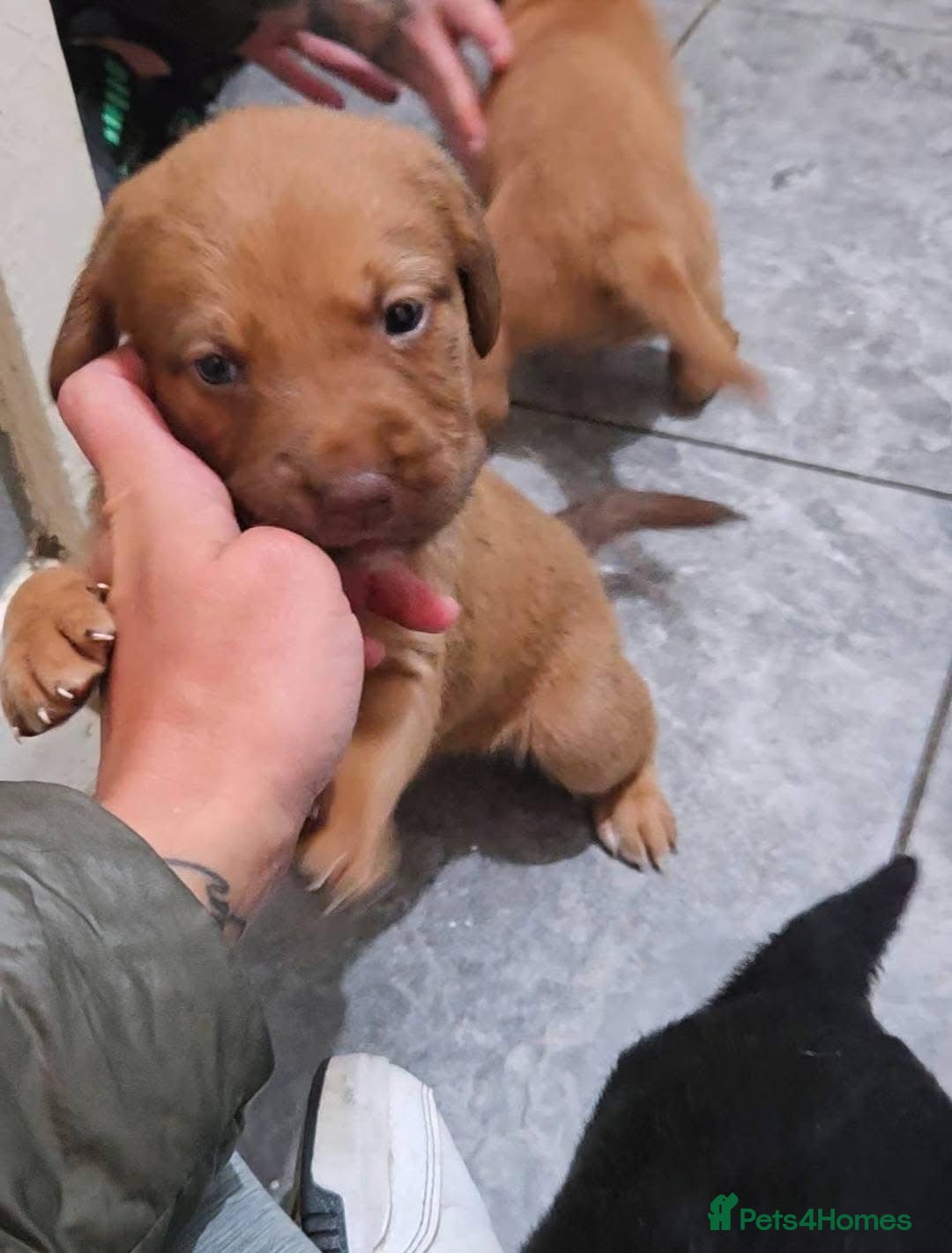 Labradoodle dogs for sale: LABRADOODLE PUPPYS - Image 7
