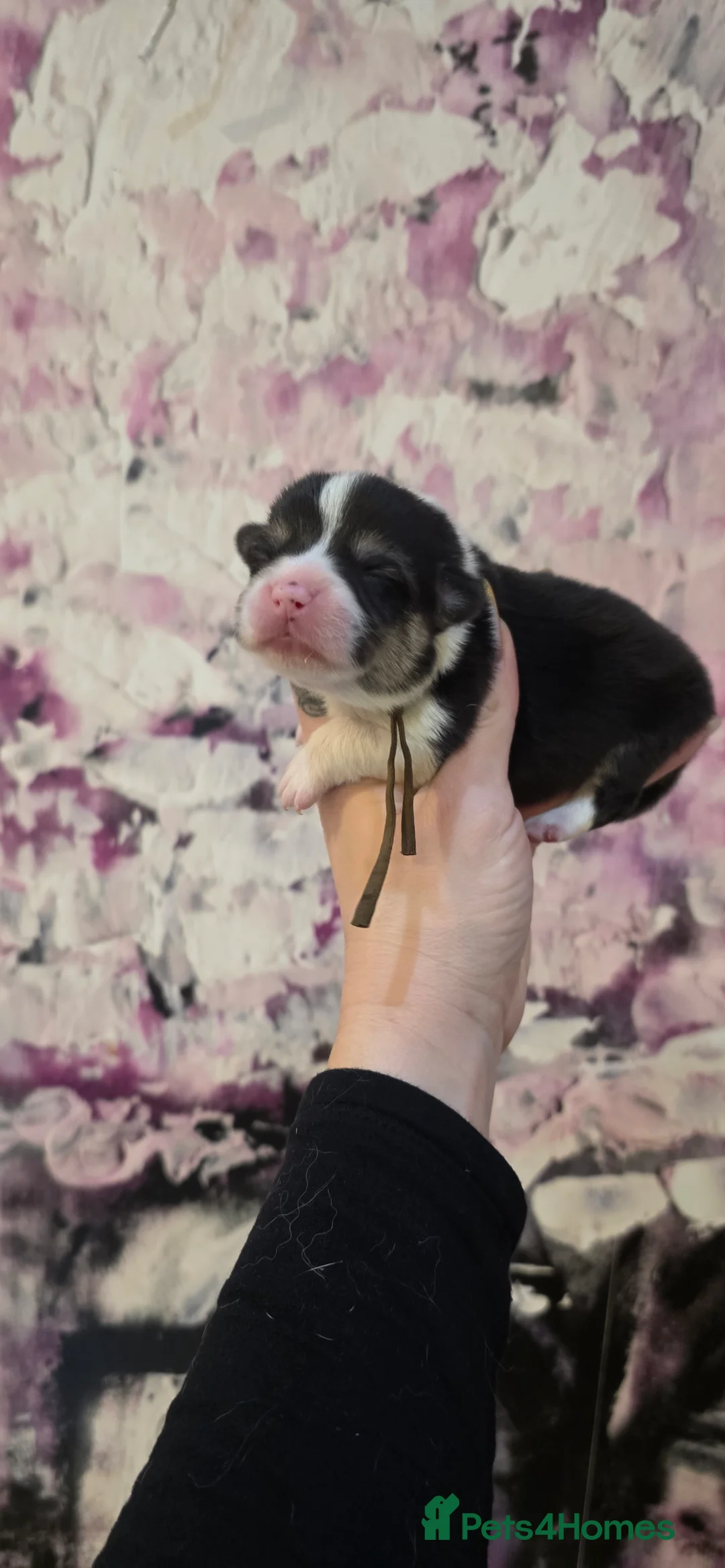 Welsh Corgi Pembroke dogs for sale: Outstanding Welsh Pembroke Corgi Puppies - Advert 15