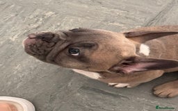 French Bulldog dogs for sale: French bulldogs puppies - Image 18