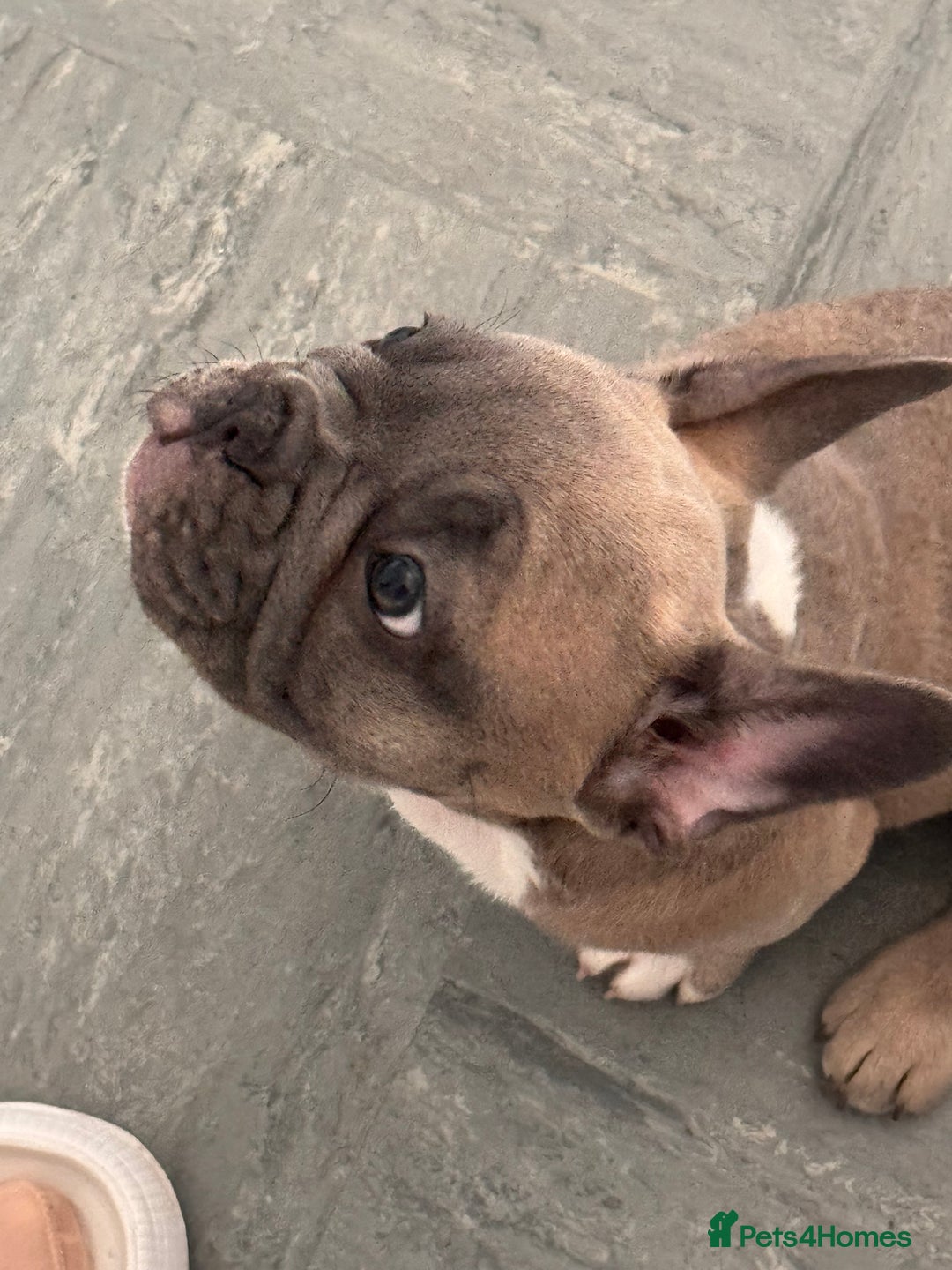 French Bulldog dogs for sale: French bulldogs puppies - Image 18