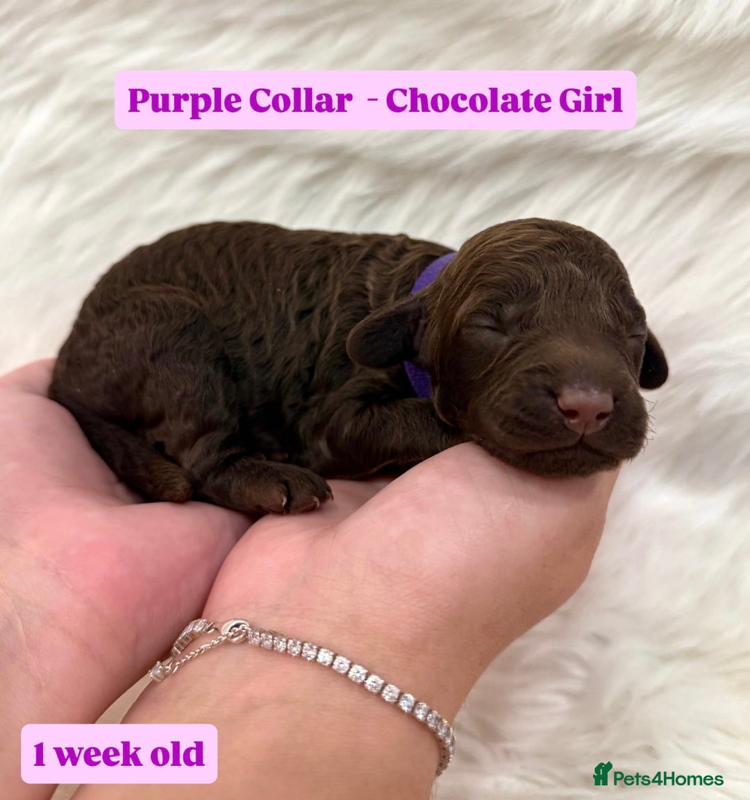 Cockapoo dogs for sale: Extensive DNA Health Tested Cockapoo Puppies 🧬 - Image 6