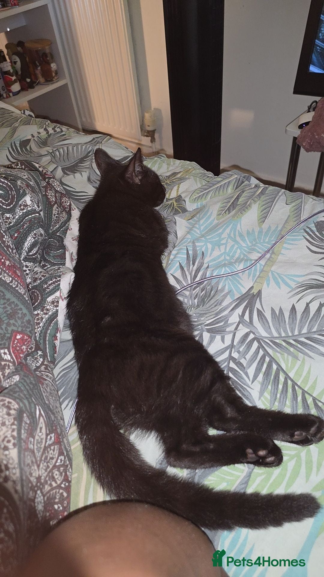 Mixed Breed cats Cat for sale  - Advert 12