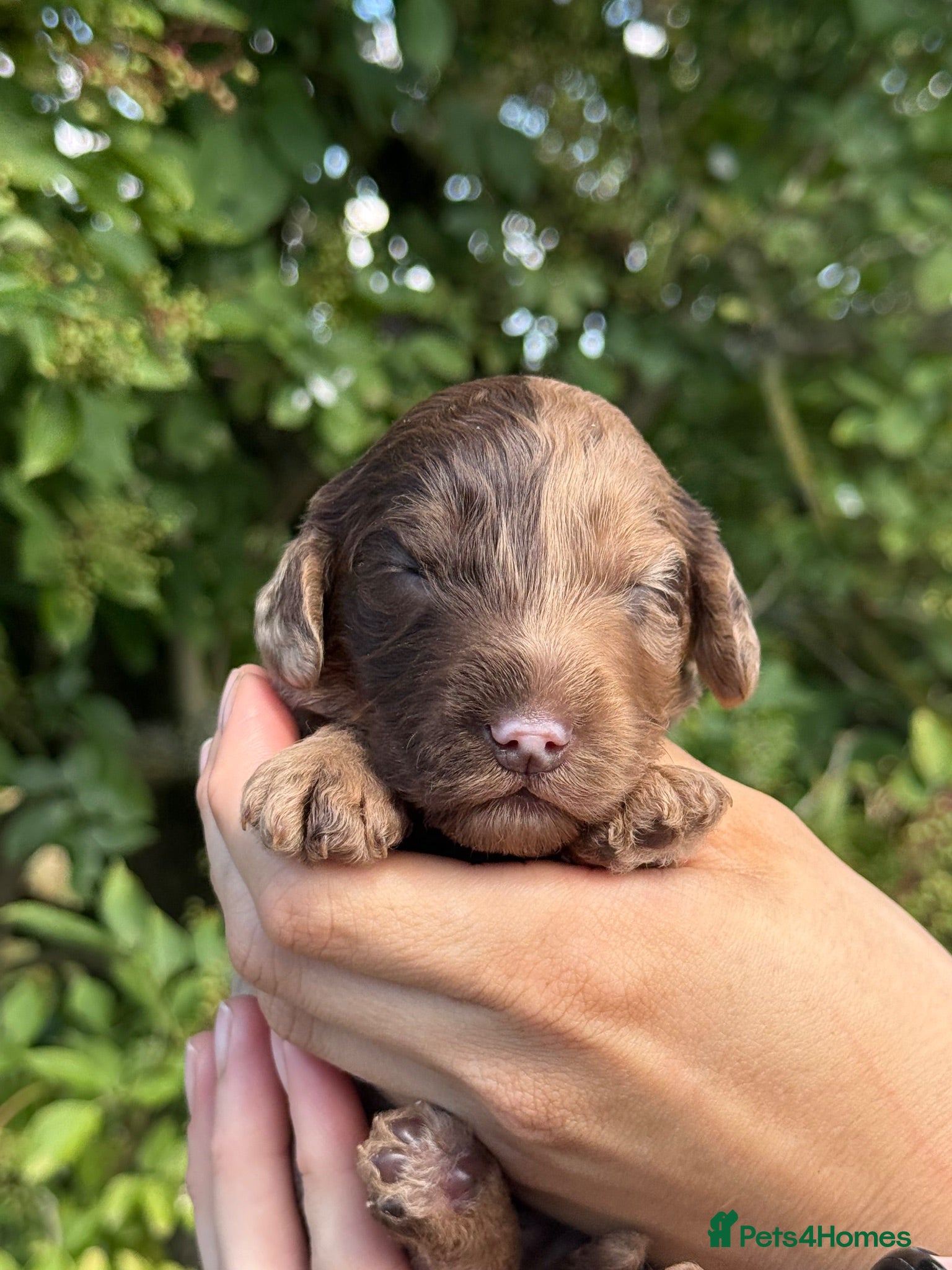 Cocker Spaniel dogs Choc & Choc Merle F1 Cockapoo’s - Advert 2