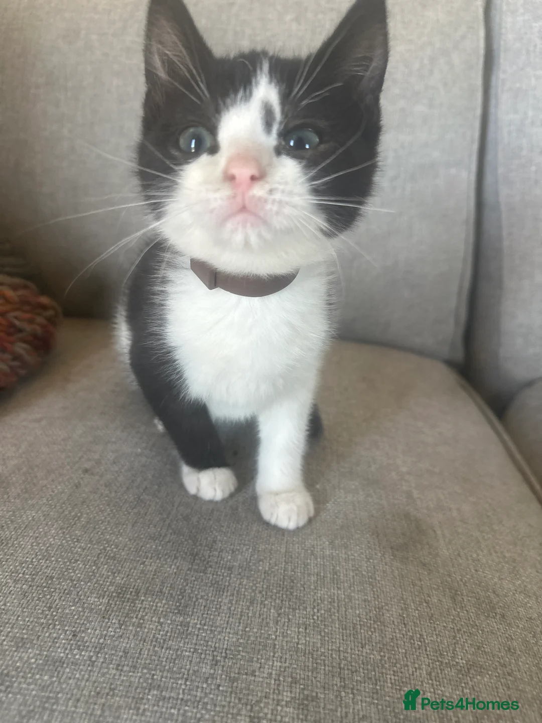 Bengal cats for sale: 2 male kittens 7weeks old - Advert 2