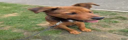 Mixed Breed dogs for sale: Such a gorgeous Rottweiler x German shepherd puppy - Advert 2