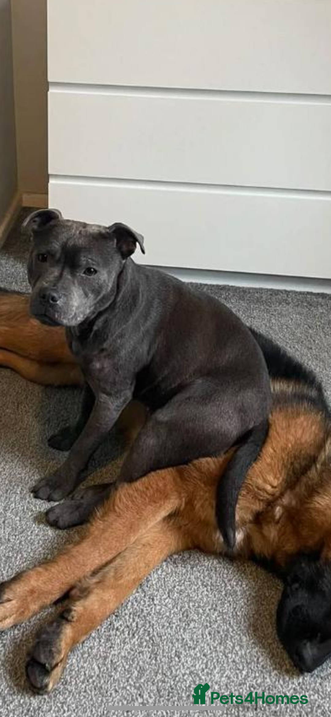 Staffordshire Bull Terrier dogs for sale: Staffordshire bull terrier - Image 1