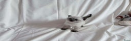 British Shorthair cats for sale: Outstanding British Shorthair Kittens - Advert 8