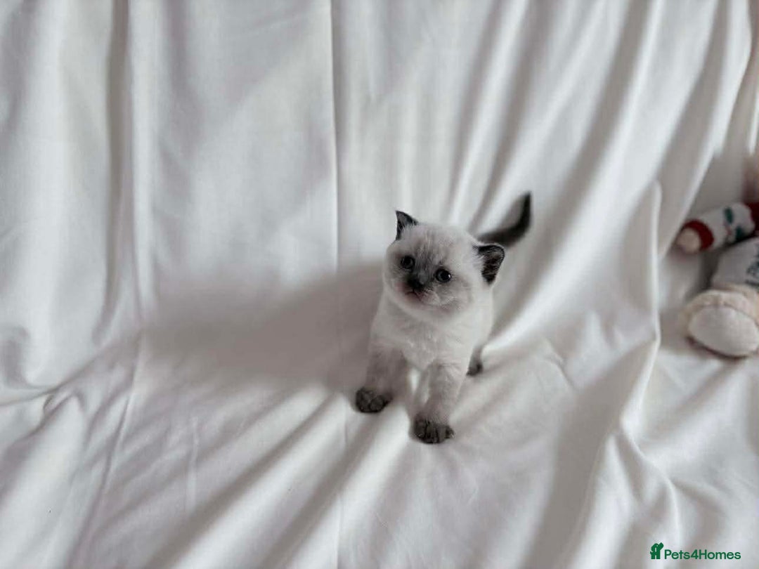 British Shorthair cats for sale: Outstanding British Shorthair Kittens - Advert 8