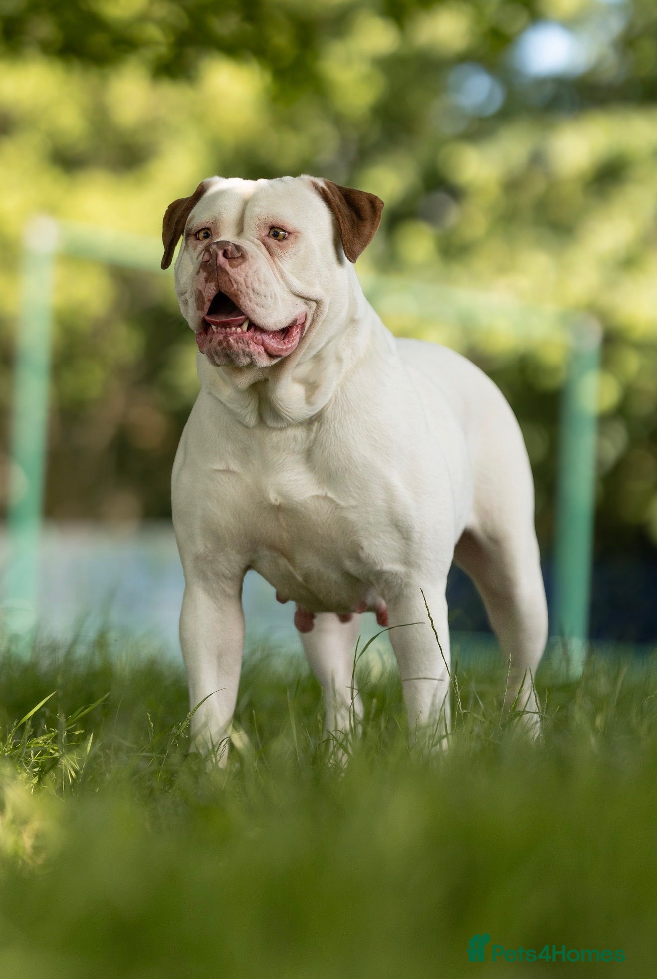 American Bulldog dogs NEBBR American Bulldog Puppies.  - Advert 3