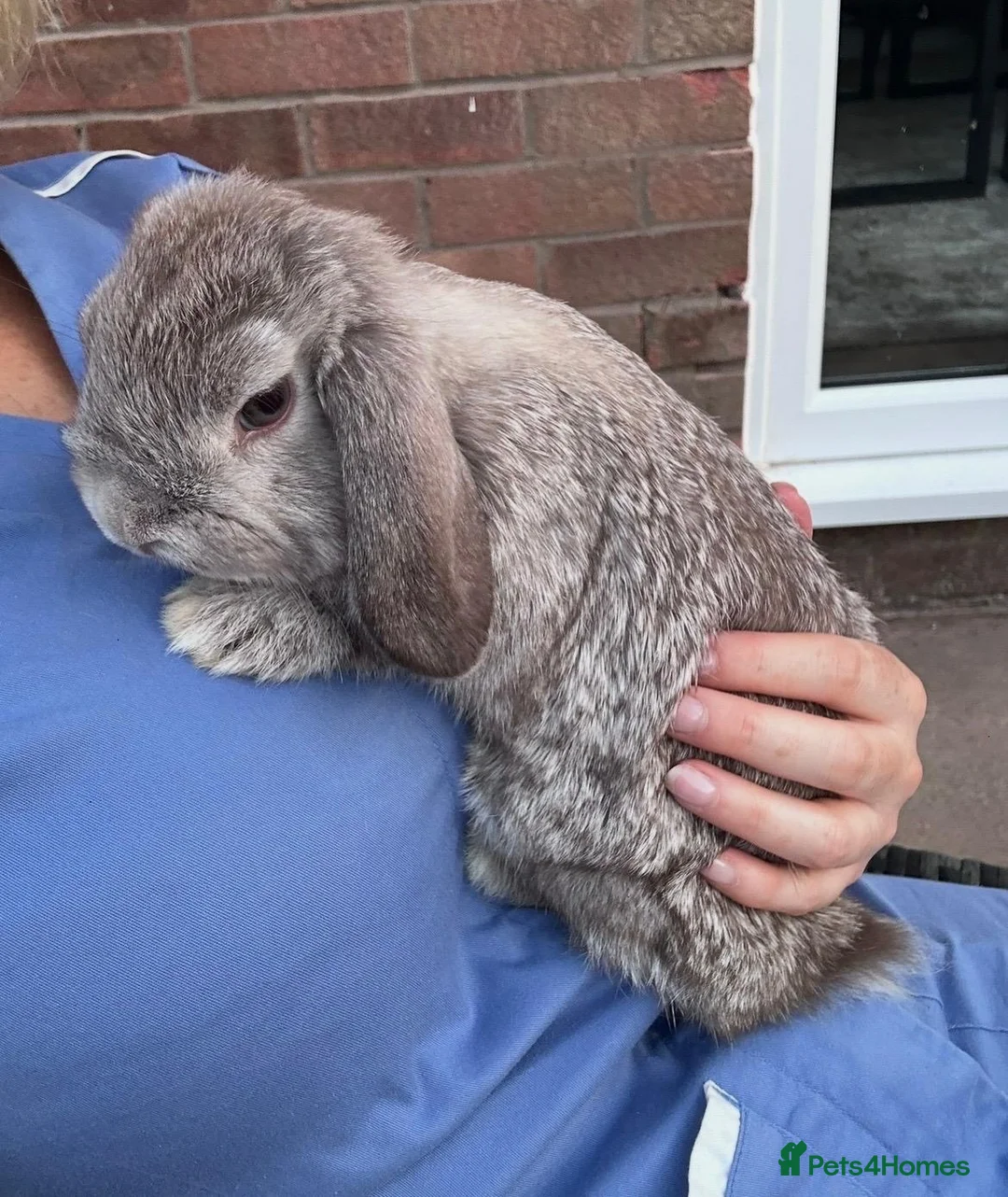 Mini Lop rabbits for sale: Mini Lop Girl - free to a good home, 4 months old in Wigan - Advert 3