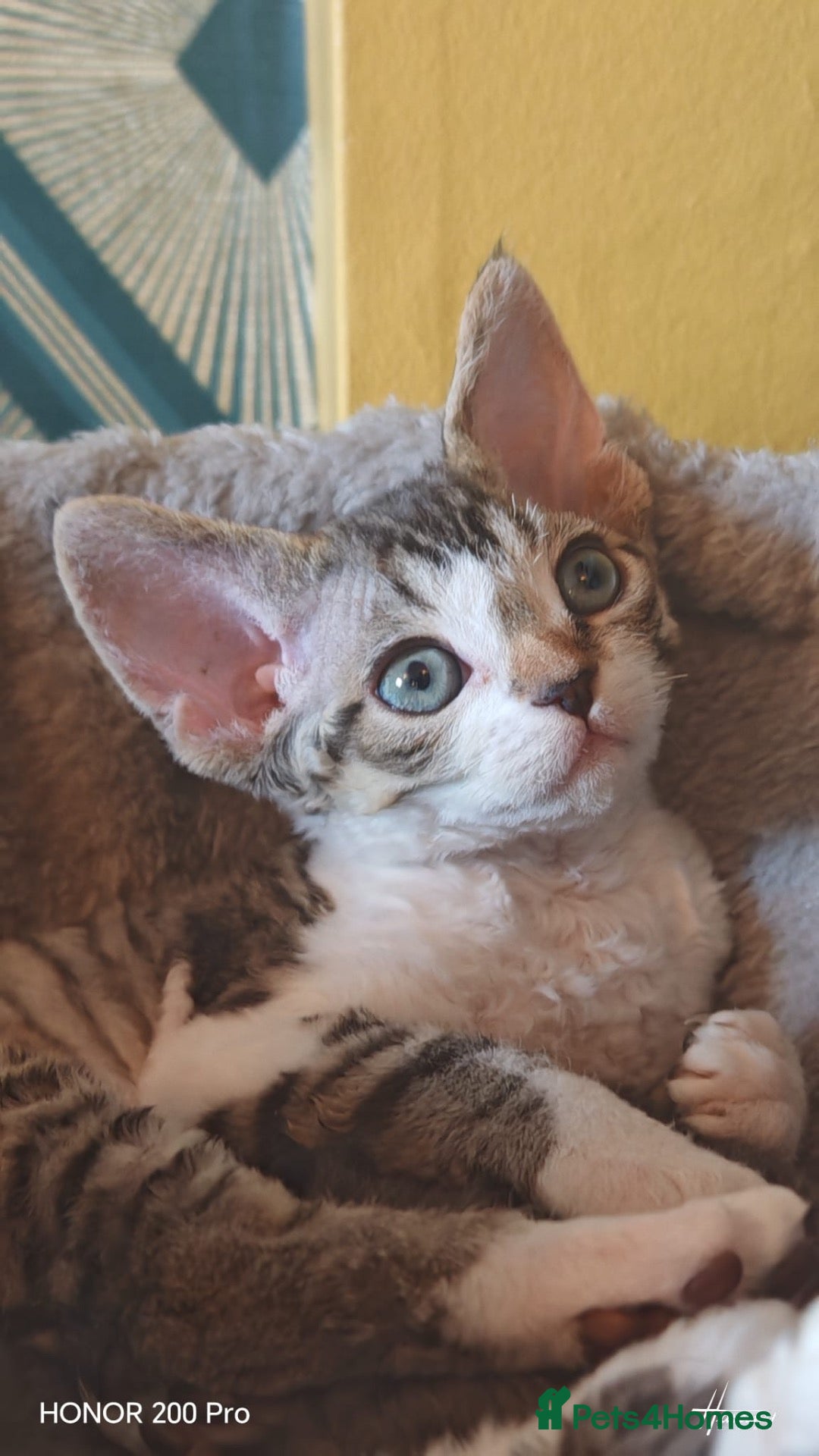 Devon Rex cats Last available baby girl - Advert 15