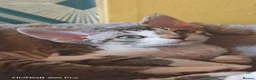 Devon Rex cats for sale: Last available baby girl-sild - Advert 2