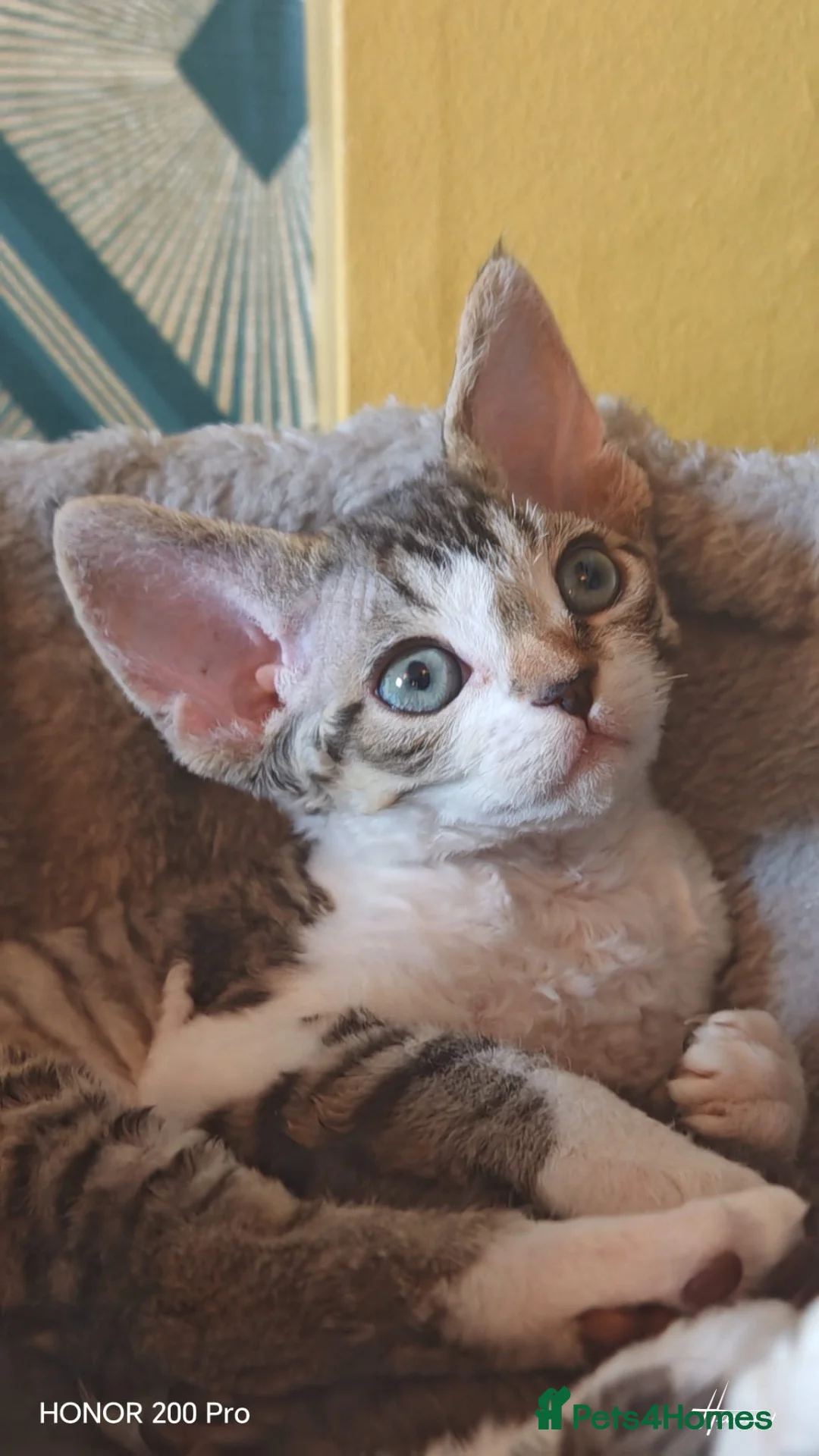 Devon Rex cats for sale: Last available baby girl-sild - Advert 2
