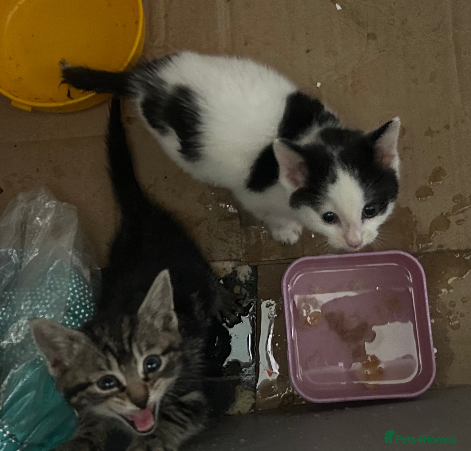 Mixed Breed cats 2 lovely little kittens  - Advert 1