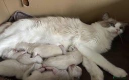 Ragdoll cats for sale: 💜2 Beautiful blue bi-colour ragdoll girls🩷 - Image 10