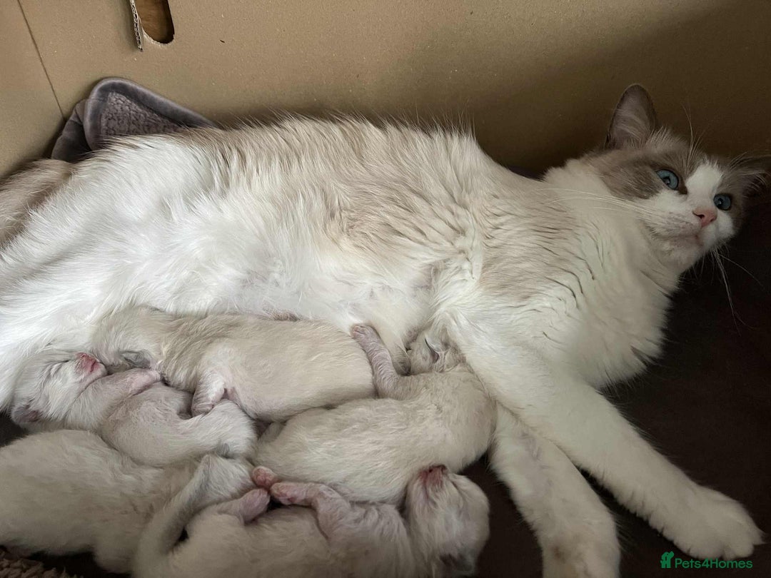 Ragdoll cats for sale: 💜2 Beautiful blue bi-colour ragdoll girls🩷 - Image 10