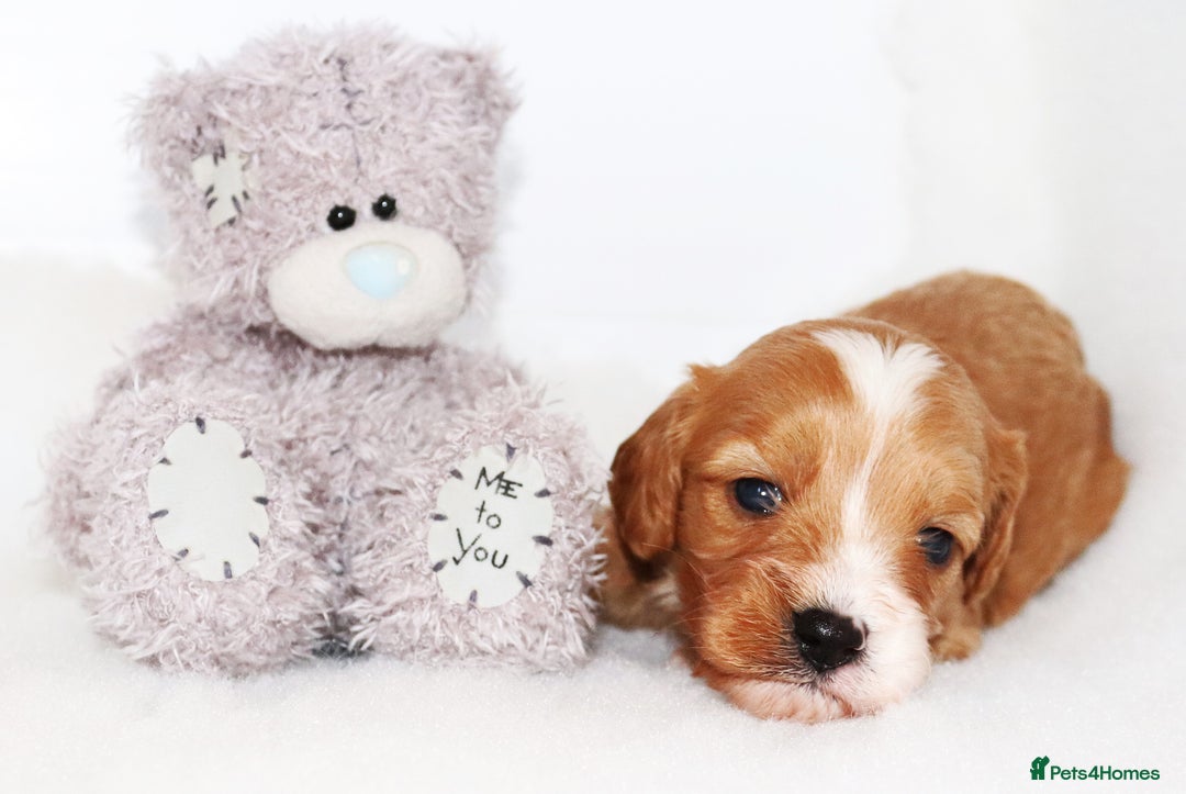 Cavapoo dogs for sale: Welcome to Cotswold Cavapoos - Advert 9
