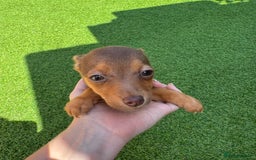 Jack Russell dogs for sale: Miniature Jack Russell puppies Ready to leave in Gillingham - Image 10