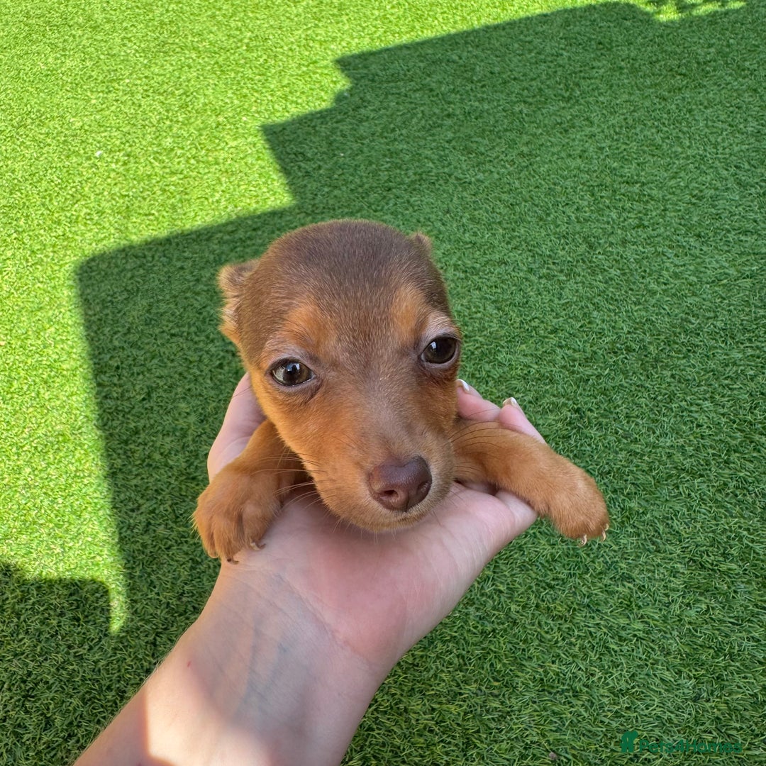 Jack Russell dogs for sale: Miniature Jack Russell puppies Ready to leave in Gillingham - Image 10