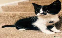Mixed Breed cats for sale: Gorgeous Playful British Shorthair X Kittens - Image 1