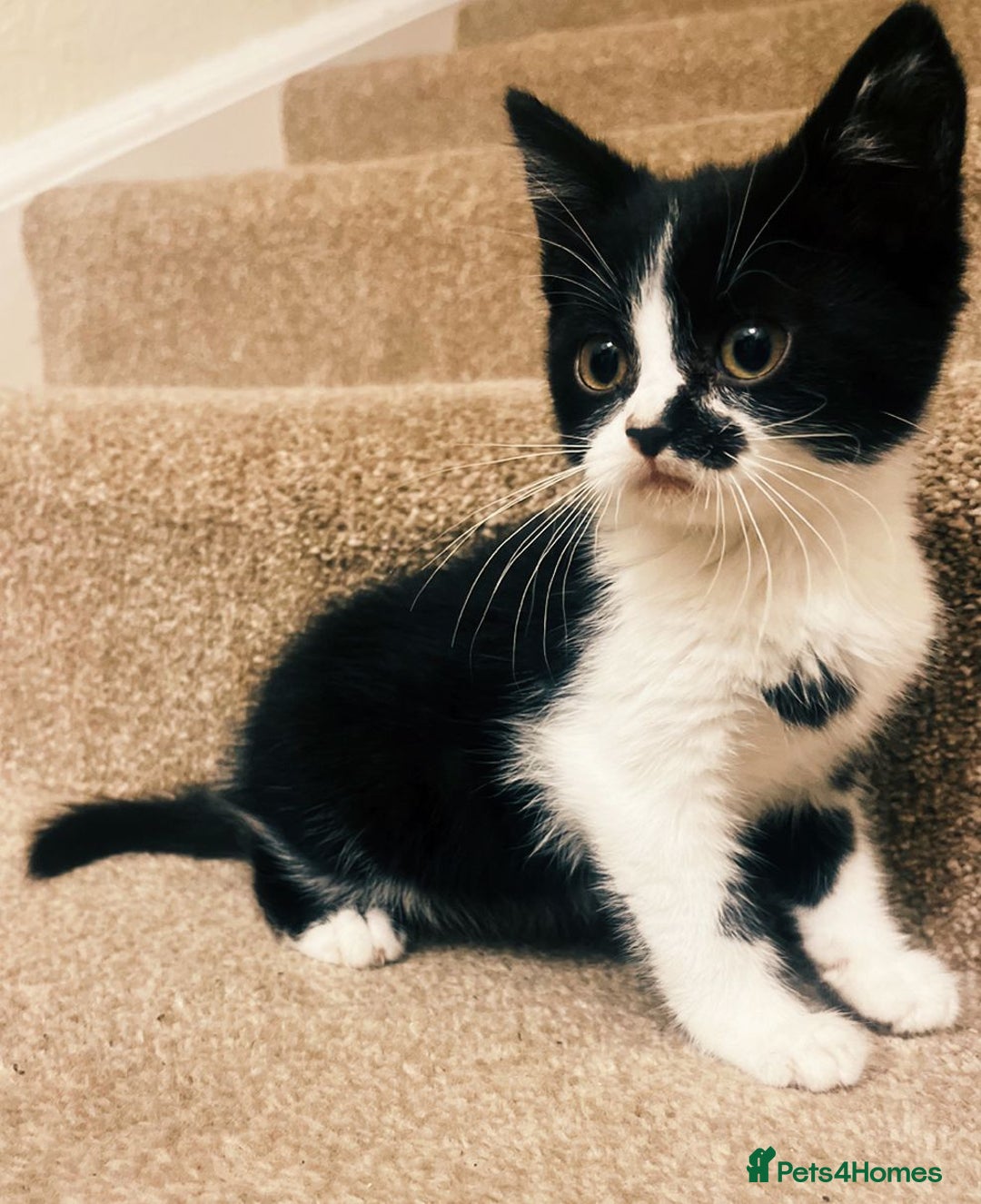 Mixed Breed cats for sale: Gorgeous Playful British Shorthair X Kittens - Image 1