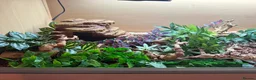 Corn Snake reptiles for sale: male corn snake and setup  - Advert 4