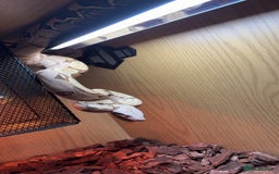 Boa Snake reptiles for sale: Suriname red tail boa - Image 2