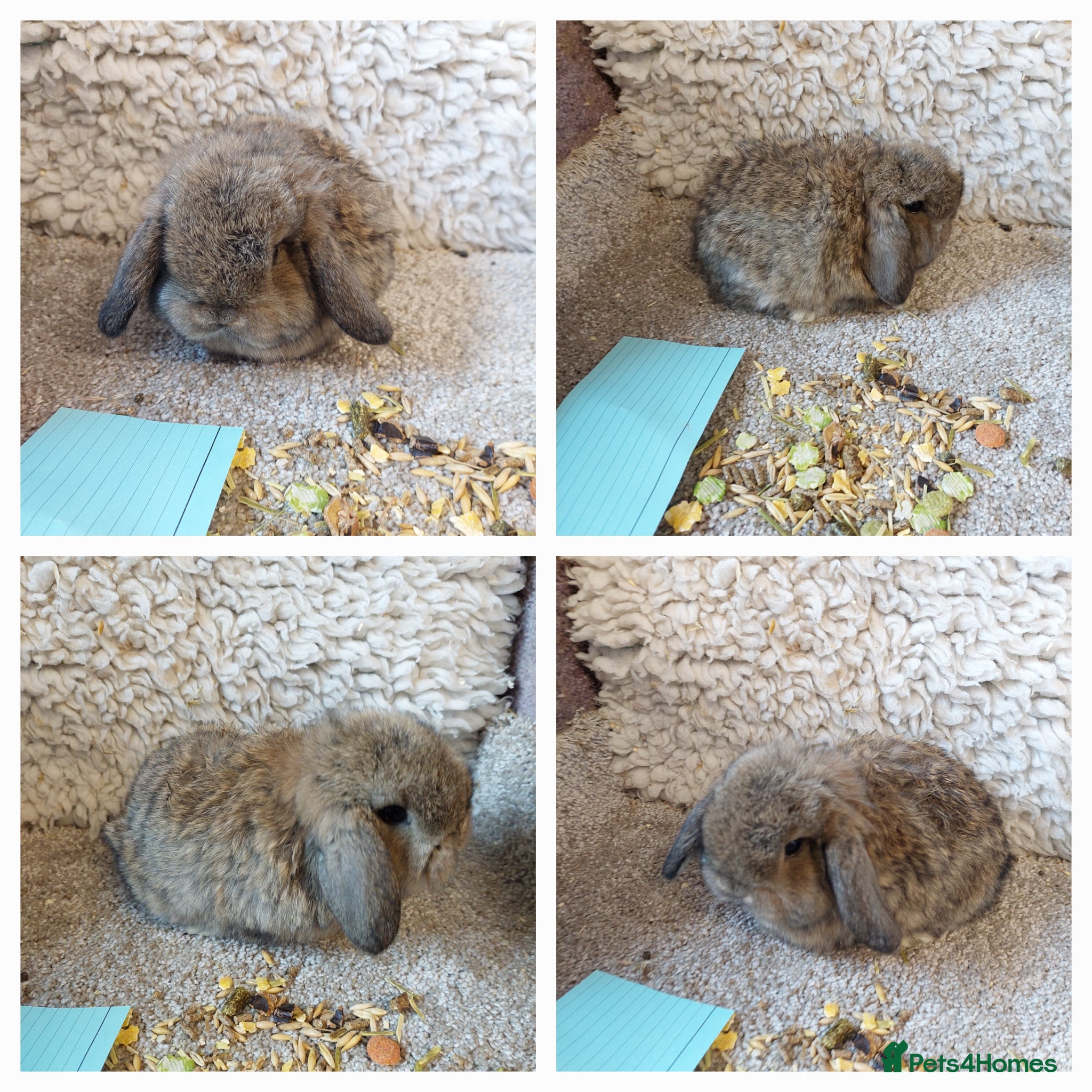 Mini Lop rabbits  9 week old Extremely freindly rew minilop buck  - Advert 12