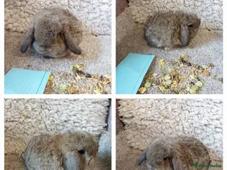 Mini Lop rabbits 9 week old Extremely freindly rew minilop buck - Advert 12