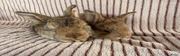 French Lop rabbits for sale: 2 LEFT! 8 Giant French lop x mini lop babies  - Advert 5