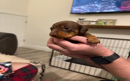 Miniature Dachshund dogs for sale: Miniature dachshund puppies. KC REG, PRA CLEAR 🥰 - Advert 6