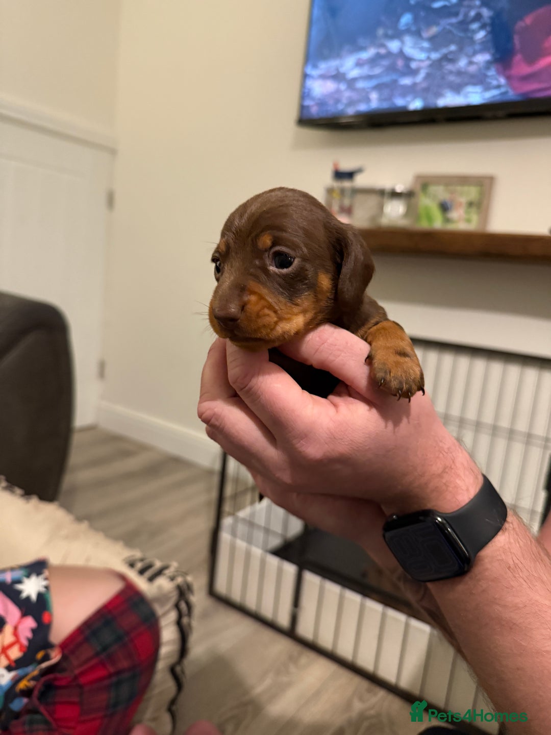Miniature Dachshund dogs for sale: Miniature dachshund puppies. KC REG, PRA CLEAR 🥰 - Advert 6