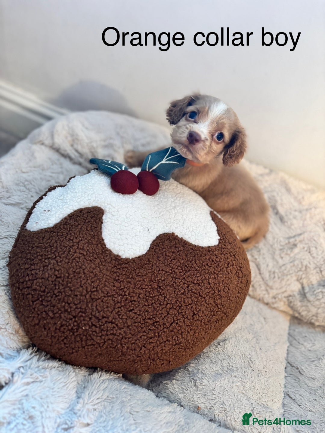 Sprocker dogs for sale: 🐾5 beautiful F1B sprocker spaniels - Advert 14