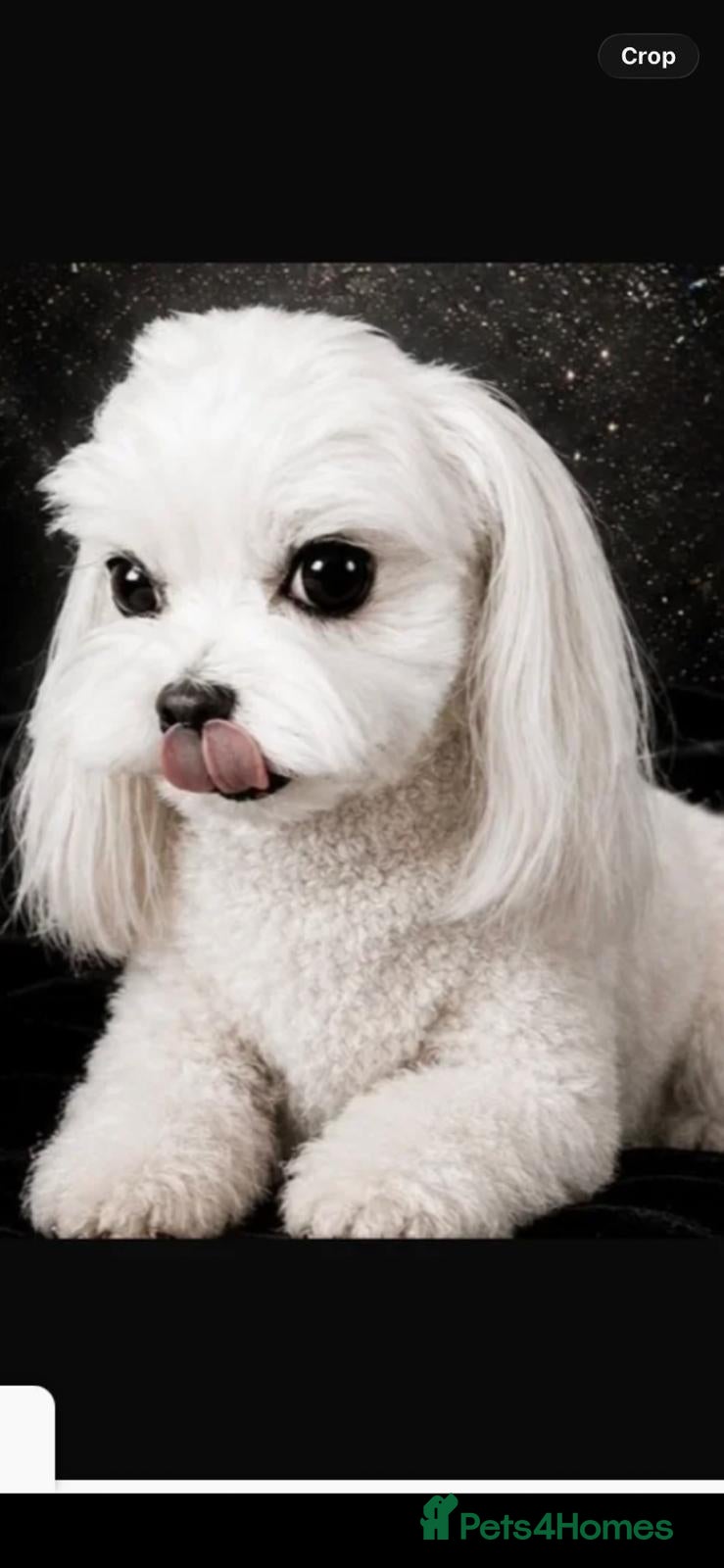 Maltipoo dogs ⭐️TINY KOREAN MALTIPOO PUPPIES⭐️ - Advert 2