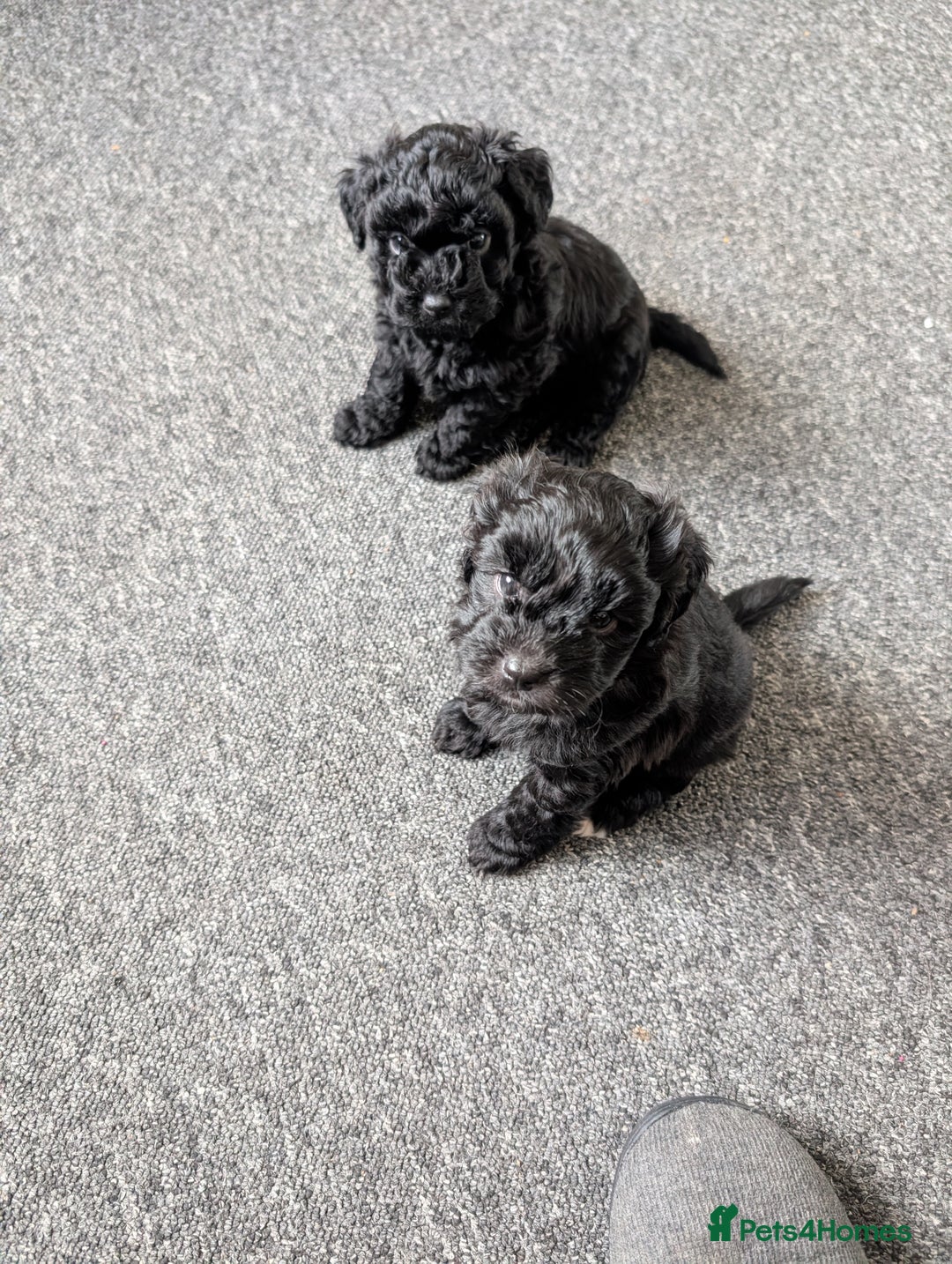 Mixed Breed dogs for sale: Mixed breed puppies 6 weeks old  - Advert 8