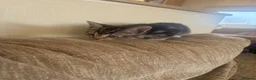 Mixed Breed cats for sale: 5 beautiful kittens  - Advert 6