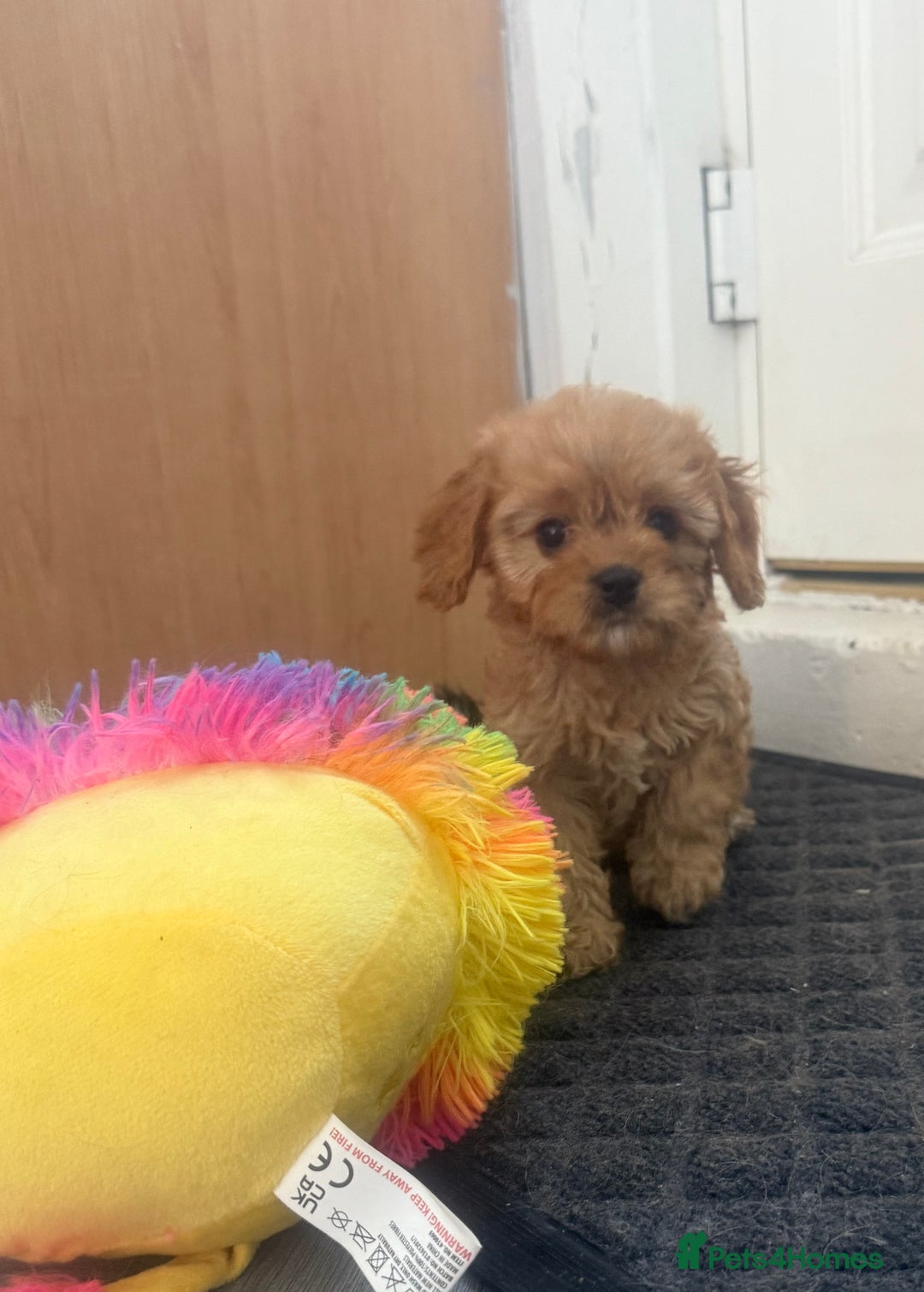 Cavapoo dogs for sale: 5 beautiful F1 cavapoo puppies - Image 4