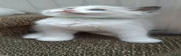Ragdoll cats for sale: Pure breed GCCF Reg kittens - Advert 9