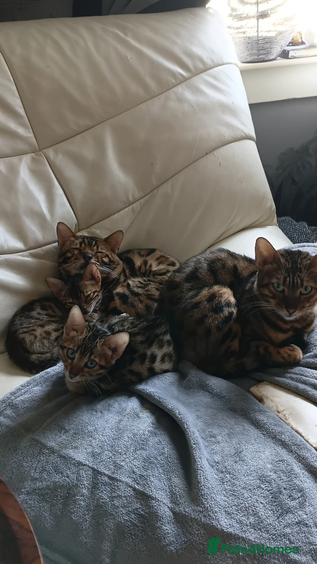 Bengal cats for sale: Bengal kittens - Advert 2