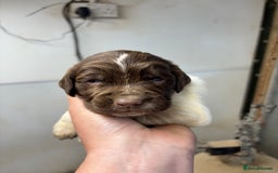English Springer Spaniel dogs for sale: Springer Spaniel Puppies  - Image 18