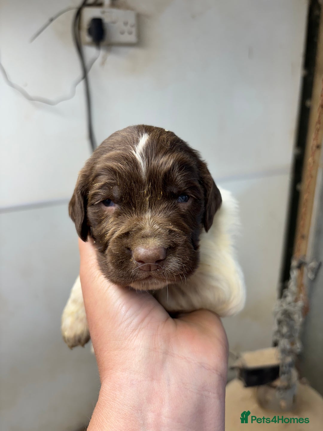 English Springer Spaniel dogs for sale: Springer Spaniel Puppies  - Image 18
