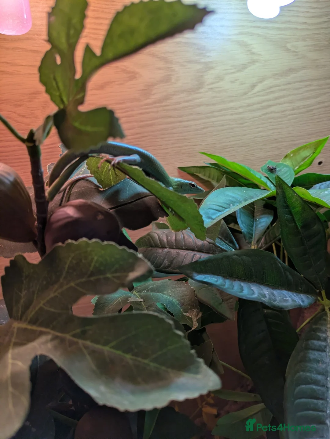 Skink reptiles for sale: Male emerald tree skink  - Advert 2
