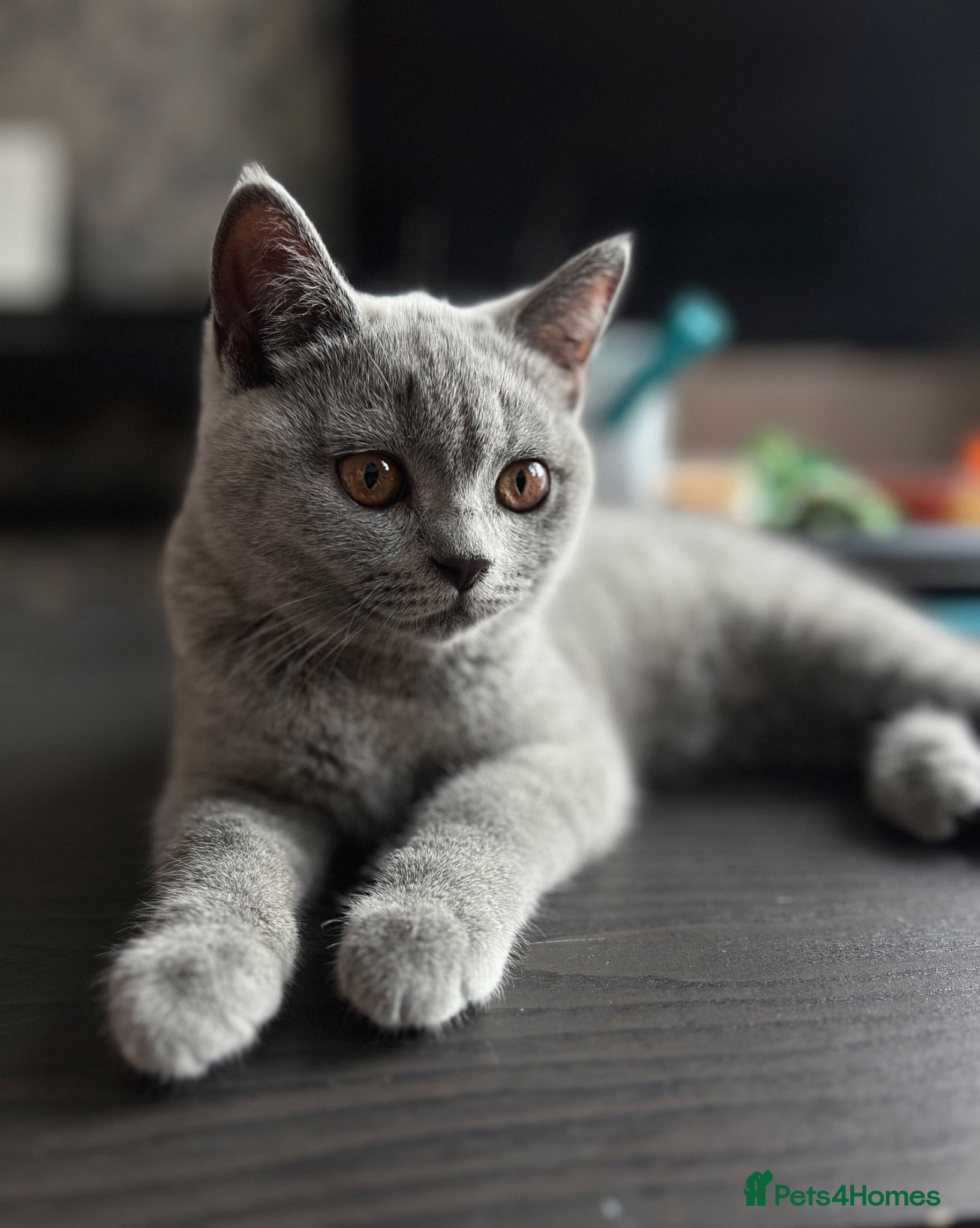 British Shorthair cats ✨BSH GCCF registered girl ready to leave🏡✨ - Advert 1