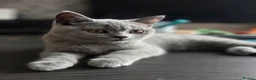 British Shorthair cats for sale: ✨BSH GCCF girl ready to leave🏡✨ - Advert 6