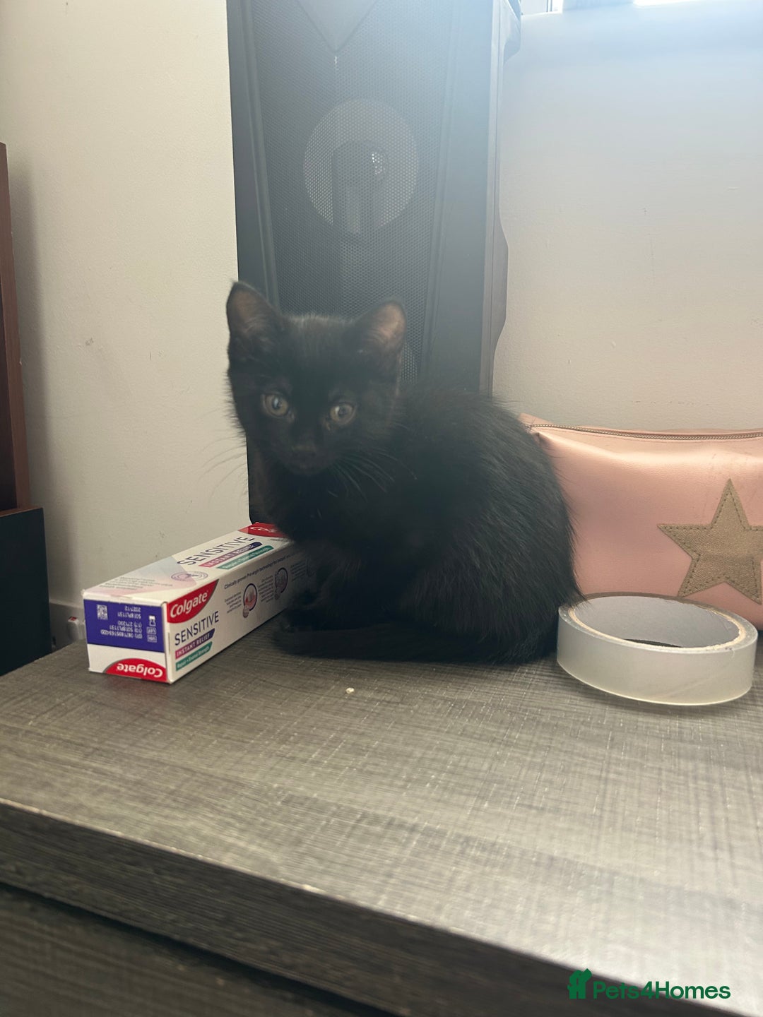 British Shorthair cats for sale: Kitten for sale cannot be seen with mother  - Image 1