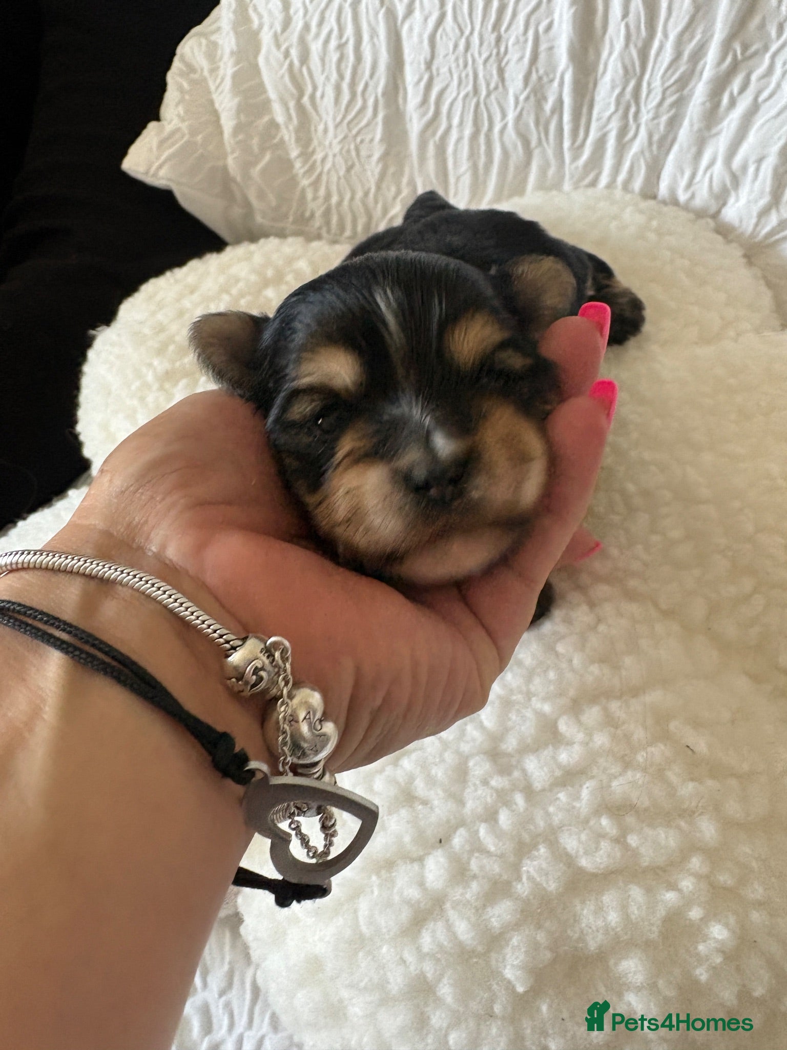 Yorkshire Terrier dogs Colorfull  yorkies  - Advert 15