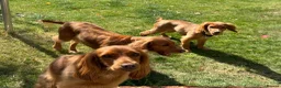 Cocker Spaniel dogs for sale: KC Reg FULLY health tested parents, working cocker in Ottery Saint Mary - Advert 6