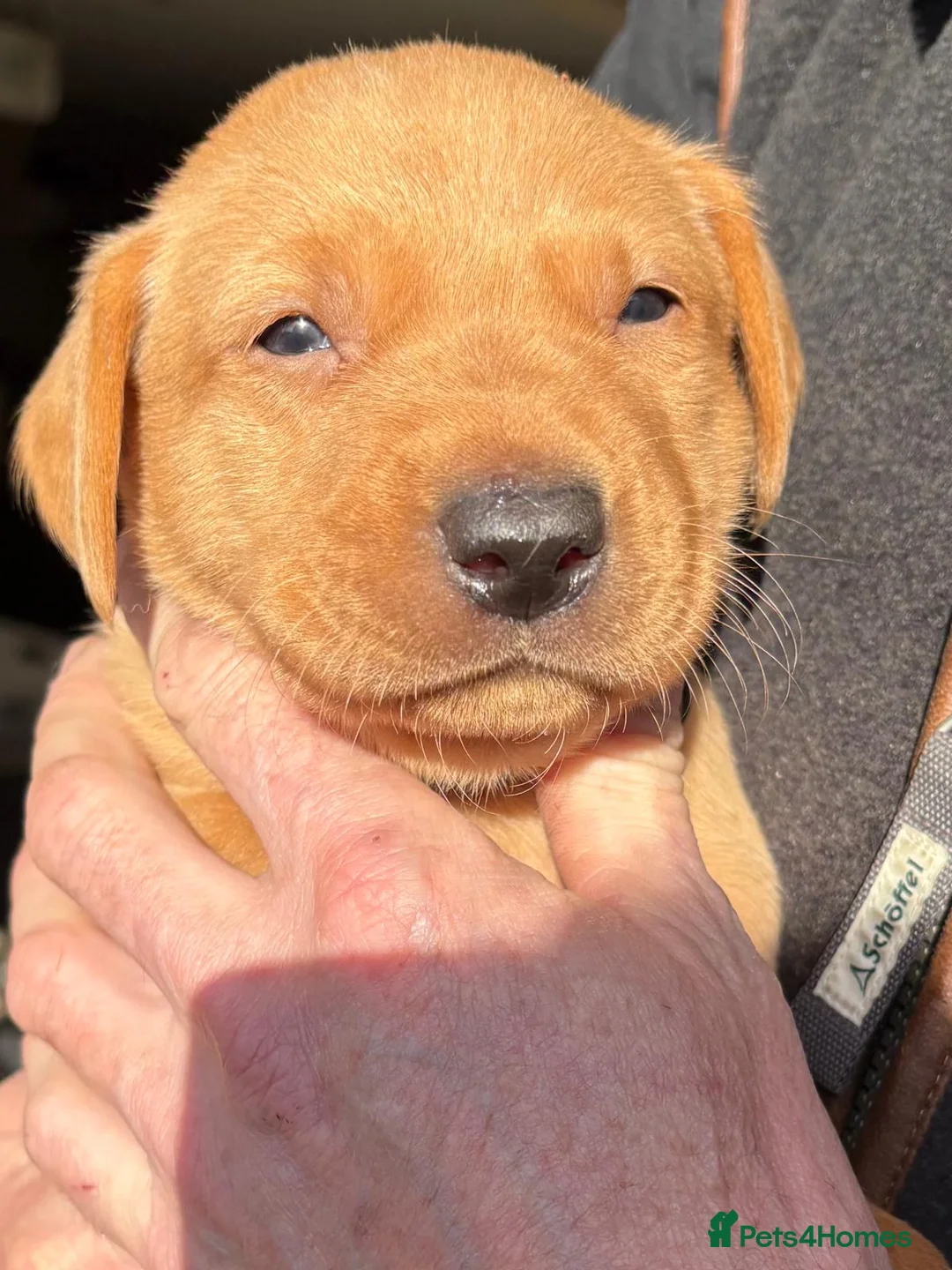 Labrador Retriever dogs for sale: Last boy Labrador kc reg  in Preston - Advert 2