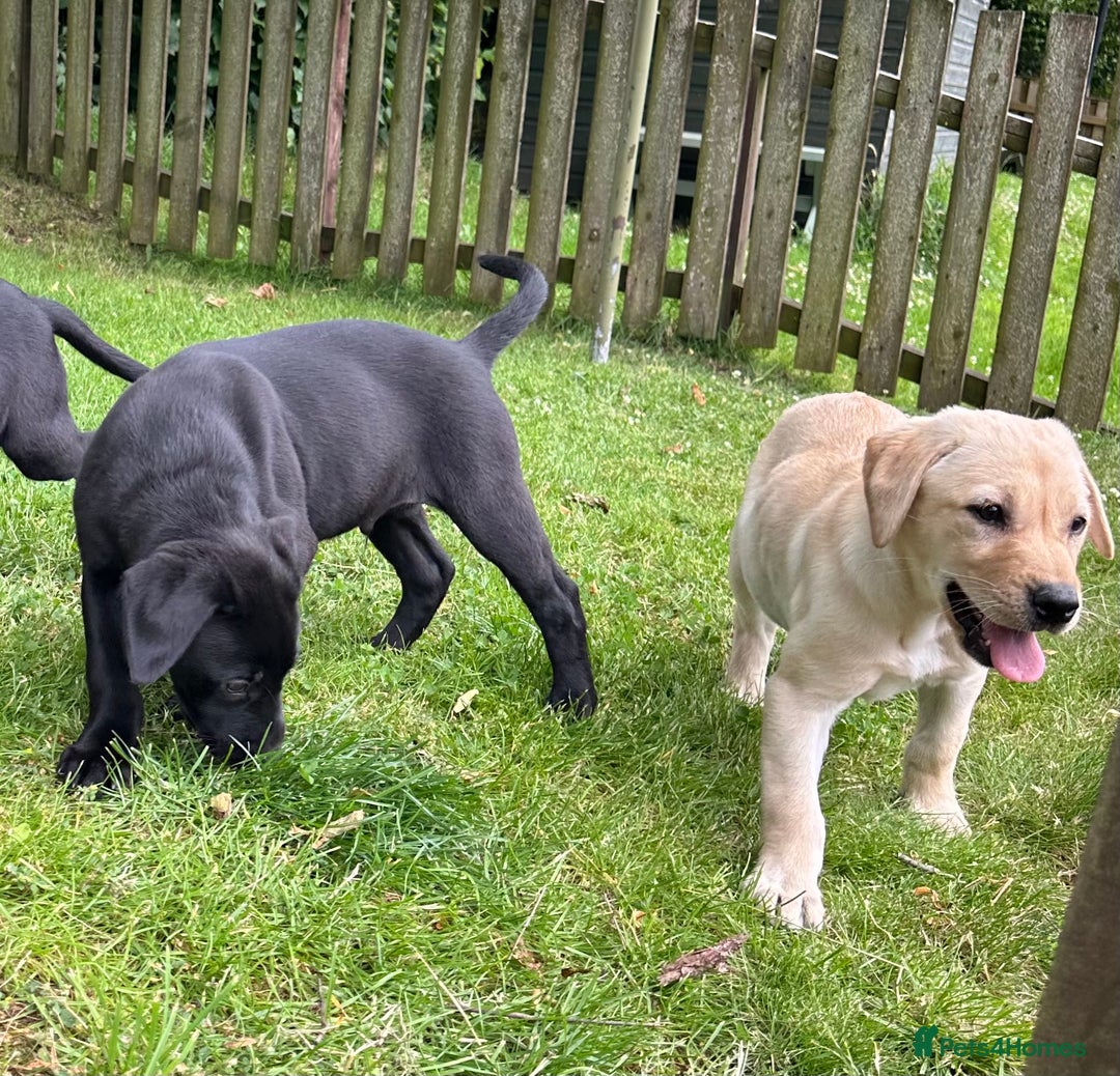 Labrador Retriever dogs for sale: Beautiful male Labrador pups - Image 8