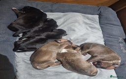 English Bull Terrier dogs for stud: Proven Bull Terrier studs x 2 - Image 11